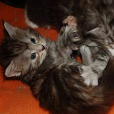 Maine Coon Kiki P ( Kiksen)