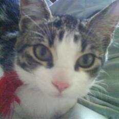 Huskat Freja *R.I.P*