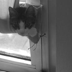 Huskat Freja *R.I.P*