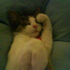 Huskat Freja *R.I.P*