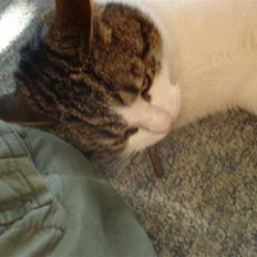 Blanding af racer Oliver