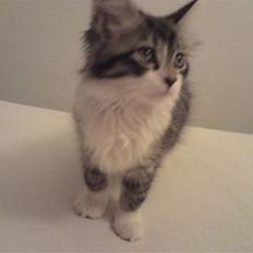 Blanding af racer mille