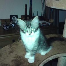 Blanding af racer mille