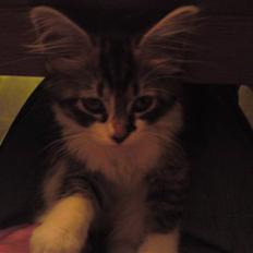 Blanding af racer mille