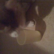 Huskat perle himmel kat