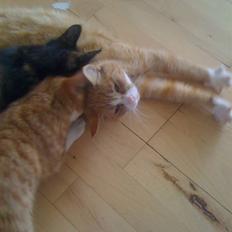 Huskat perle himmel kat