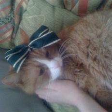 Huskat perle himmel kat