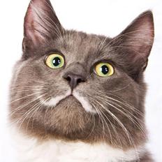 Blanding af racer Tim