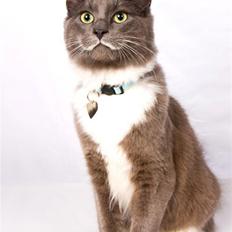 Blanding af racer Tim