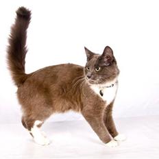 Blanding af racer Tim