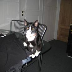 Blanding af racer Max >>solgt<<