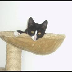 Blanding af racer Max >>solgt<<