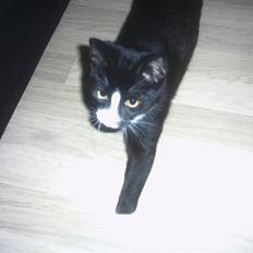 Blanding af racer Max >>solgt<<