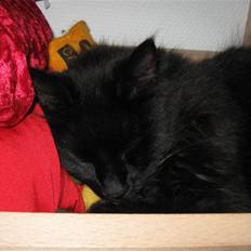 Norsk Skovkat Mufassa