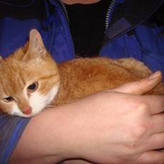 Blanding af racer sofie<,3333333