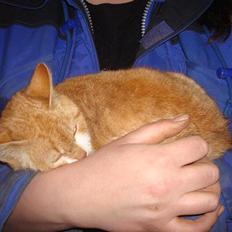 Blanding af racer sofie<,3333333