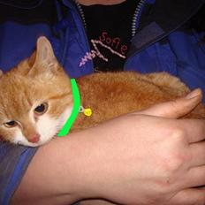 Blanding af racer sofie<,3333333