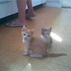 Blanding af racer Buster