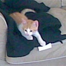 Blanding af racer Buster