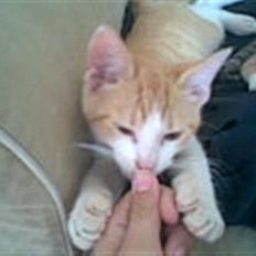 Blanding af racer Buster