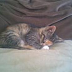 Blanding af racer Olga