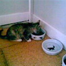 Blanding af racer Olga