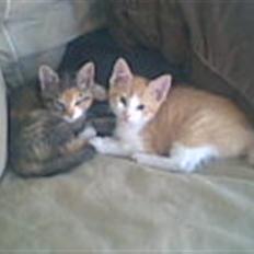 Blanding af racer Olga