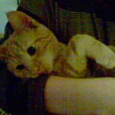 Blanding af racer Verner