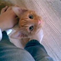 Blanding af racer Verner