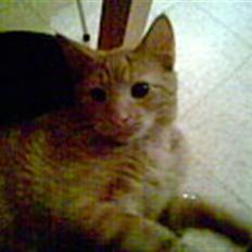 Blanding af racer Verner