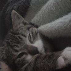 Huskat Nala Musen R.I.P