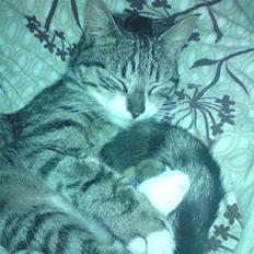 Huskat Nala Musen R.I.P