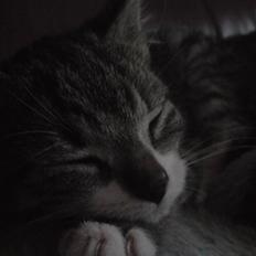 Huskat Nala Musen R.I.P