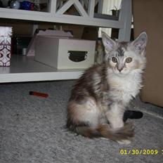 Maine Coon Toffie( Millemus)