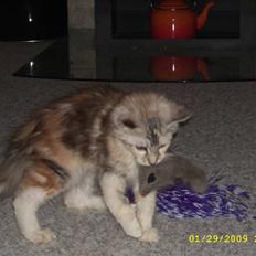 Maine Coon Toffie( Millemus)