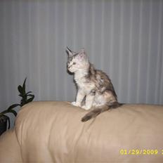 Maine Coon Toffie( Millemus)