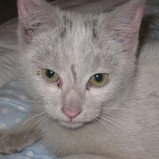 Huskat Speedy (R.I.P d. 18/2 09)