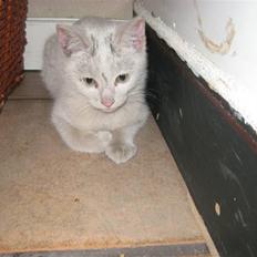 Huskat Speedy (R.I.P d. 18/2 09)