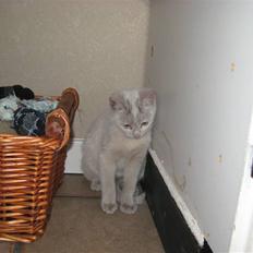 Huskat Speedy (R.I.P d. 18/2 09)