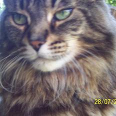 Maine Coon Cool Cats Herkules