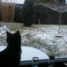 Huskat mamba<3 fundet