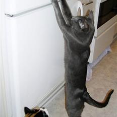 Blanding af racer Tøsen