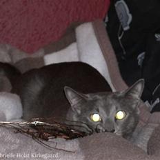 Blanding af racer Tøsen