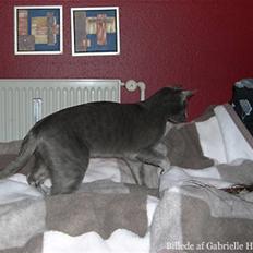 Blanding af racer Tøsen