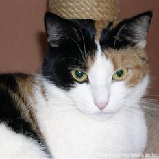 Blanding af racer Pomfritten