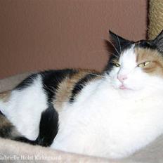 Blanding af racer Pomfritten