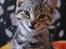 Huskat Mr. Cats