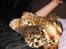 Bengal Sweet Nancy of Golden Haz - Far,din armhule STINKER!!!