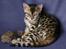 Bengal Mallory of Golden Haze DK