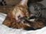 Bengal Mallory of Golden Haze DK - Lakrids er altid godt...